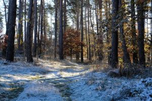 The Rise of Residential Food Forests: Edible Landscaping Trend