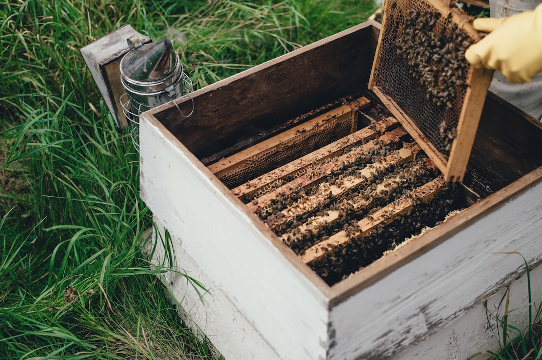 Urban Beekeeping Tours: City Honey Harvesting