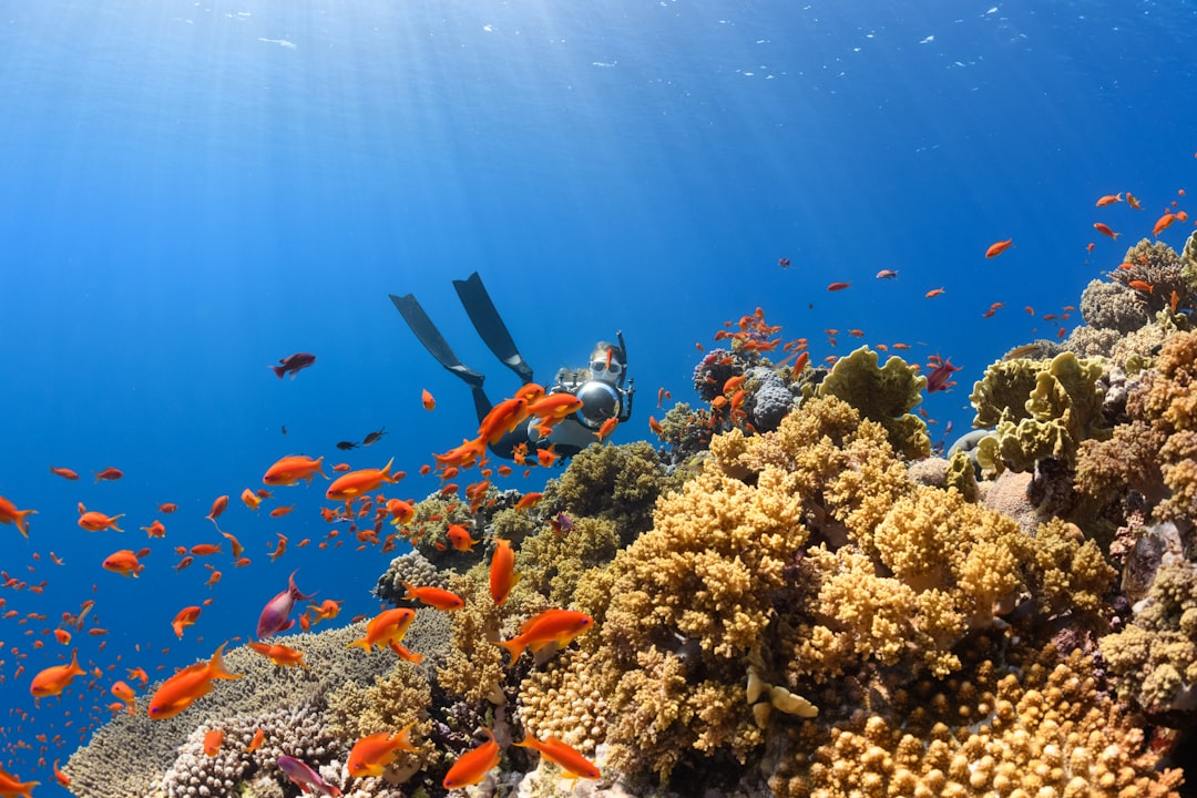 Coral Reef Conservation: Diving with Purpose