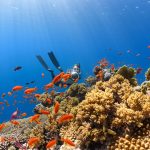 Coral Reef Conservation: Diving with Purpose