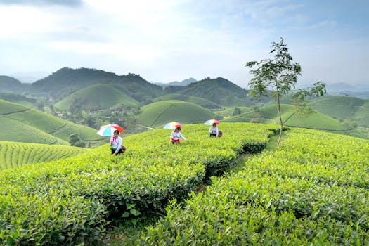 Mountain Tea Plantations: High-Altitude Harvesting