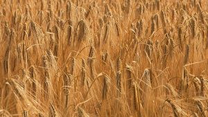 Ancient Grain Tours: Following Historic Cereals